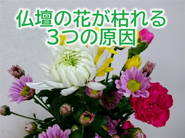 仏壇の花が枯れる3つの原因とイキイキ長持ちさせるコツ