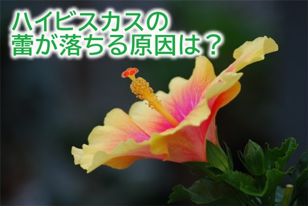 ハイビスカスの蕾が落ちる原因は？