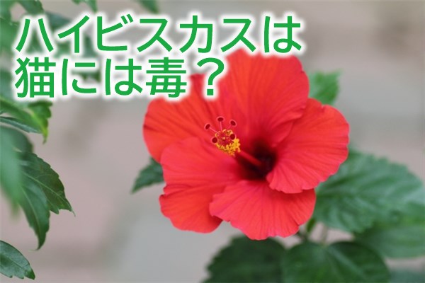 ハイビスカスは猫には毒？