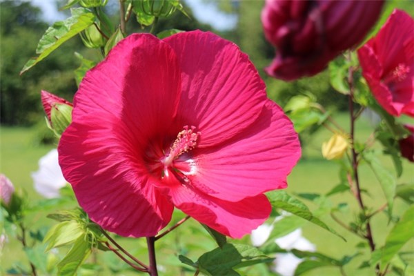 ハイビスカスは食べれる 食用okな花の種類はたった1つ