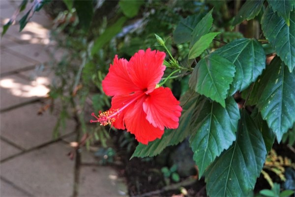 ハイビスカスは食べれる 食用okな花の種類はたった1つ