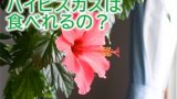 ハイビスカスの髪飾りの意味 未婚と既婚を表すってホント