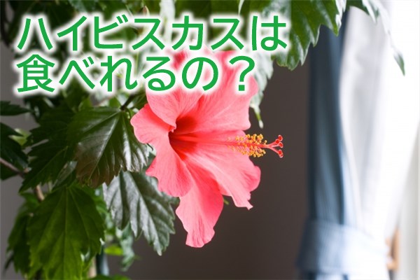 ハイビスカスは食べれる 食用okな花の種類はたった1つ