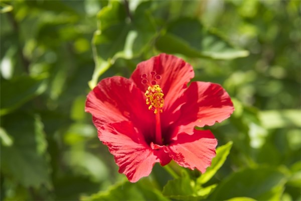 ハイビスカスは食べれる 食用okな花の種類はたった1つ